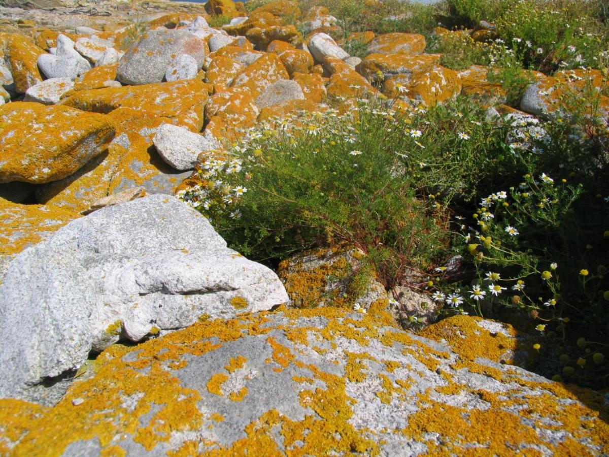 Studio Les Trois Etoiles De Mer Concarneau Εξωτερικό φωτογραφία